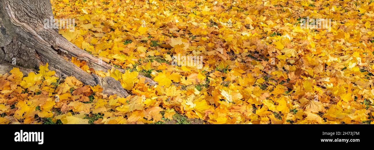 Feuilles jaunes sur le sol en automne, beau fond, avec racines d'un arbre Banque D'Images