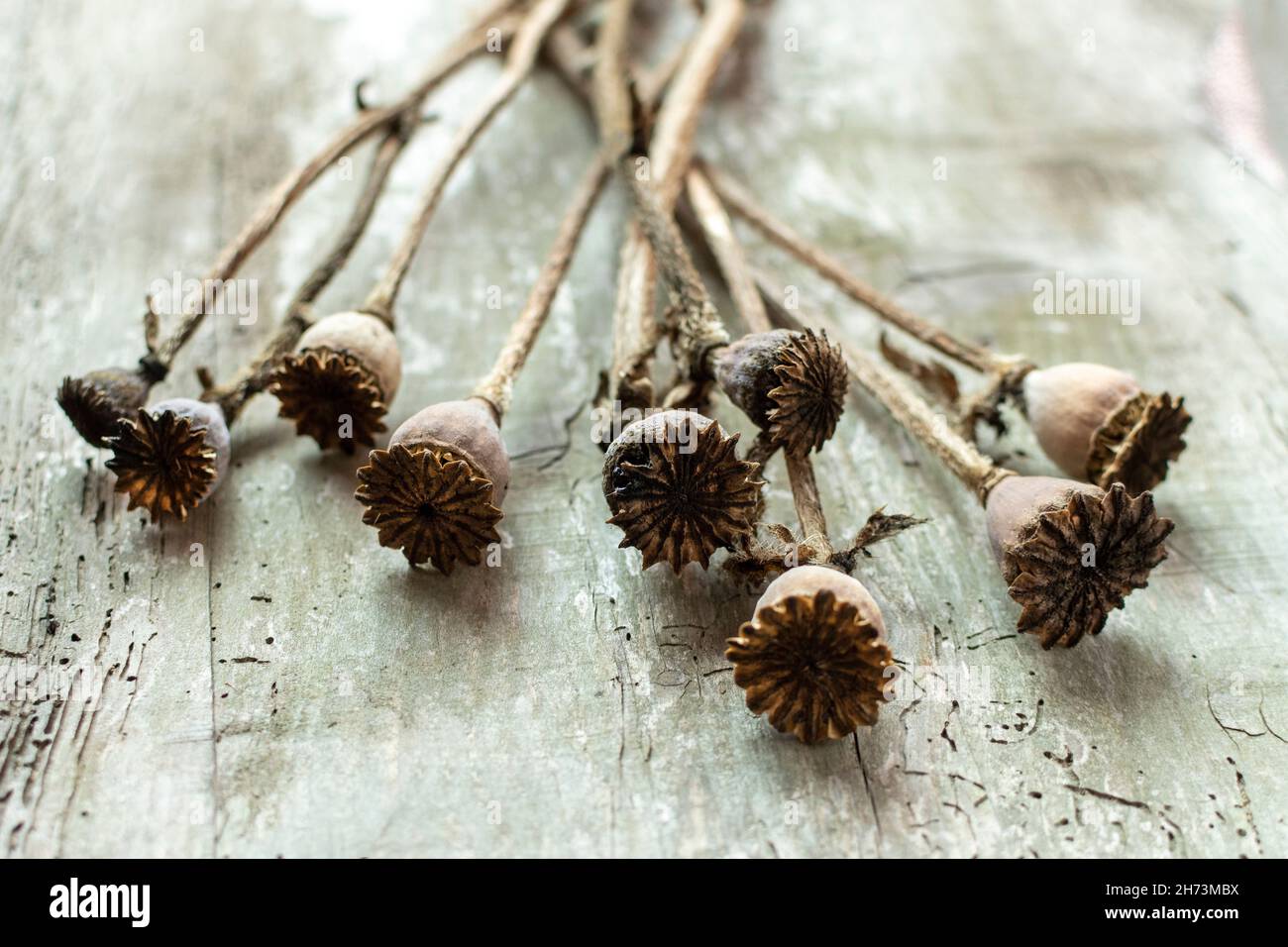 Têtes de graines de pavot séchées reposant sur une surface en bois rustique avec éclairage naturel lors d'un cadre confortable après-midi Banque D'Images