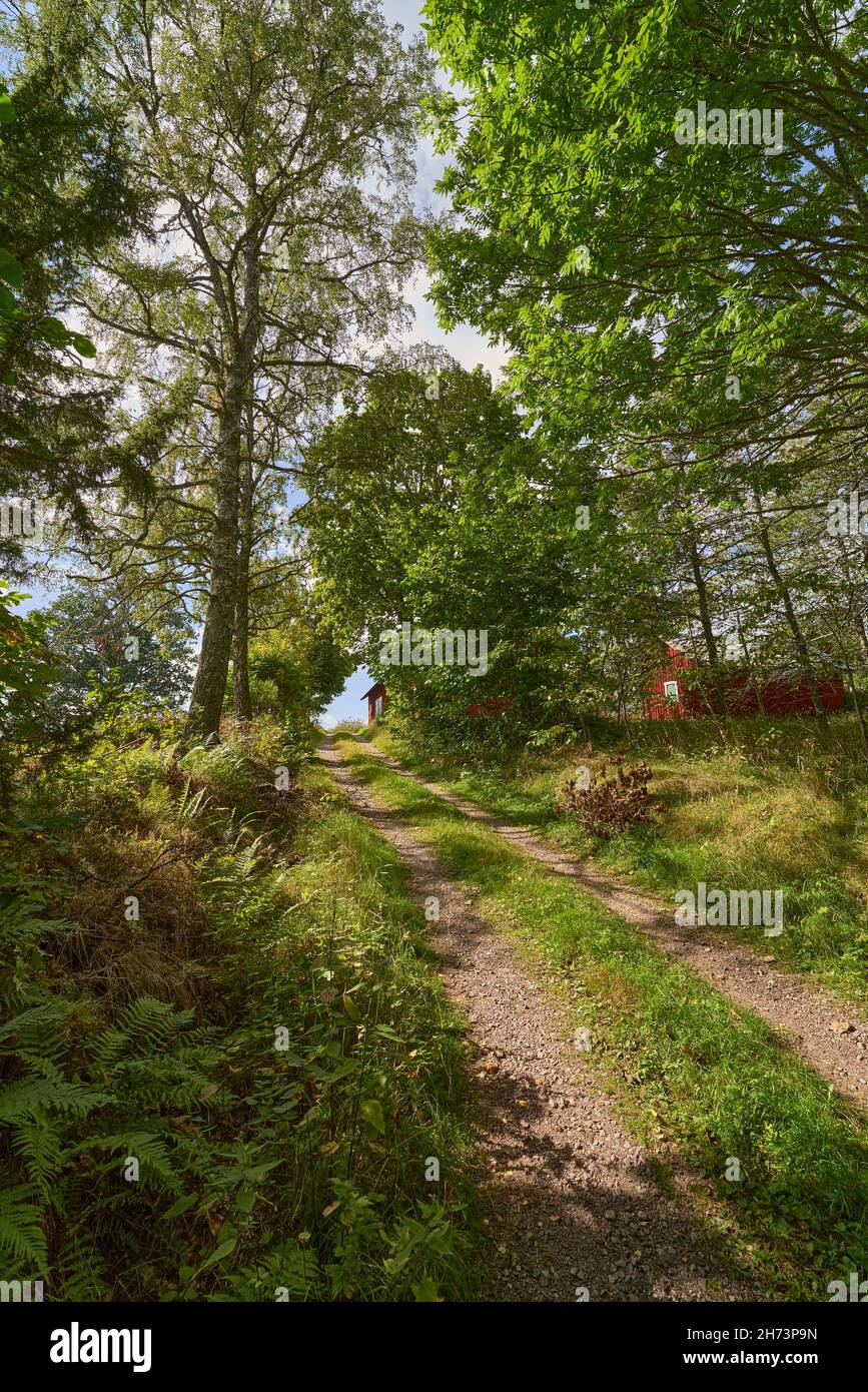 chemin forestier bordé d'arbres avec les célèbres maisons rouges suédoises à la fin Banque D'Images