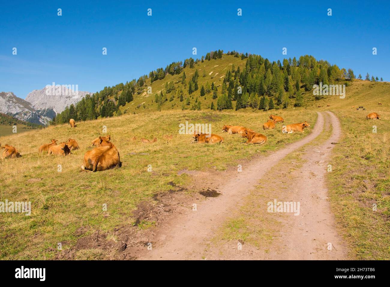 Vaches laitières dans leur pâturage d'été à Laghi di Festons sur Sella Festons près de Sauris di Sopra, province d'Udine, Friuli-Venezia Giulia, nord-est de l'Italie Banque D'Images