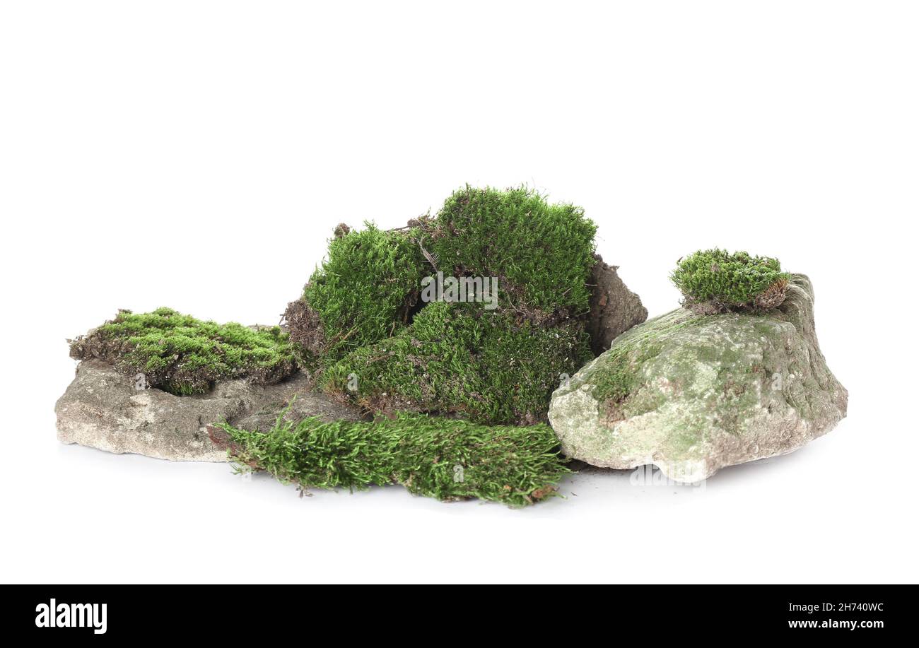 Mousse verte avec roches isolées sur fond blanc Banque D'Images