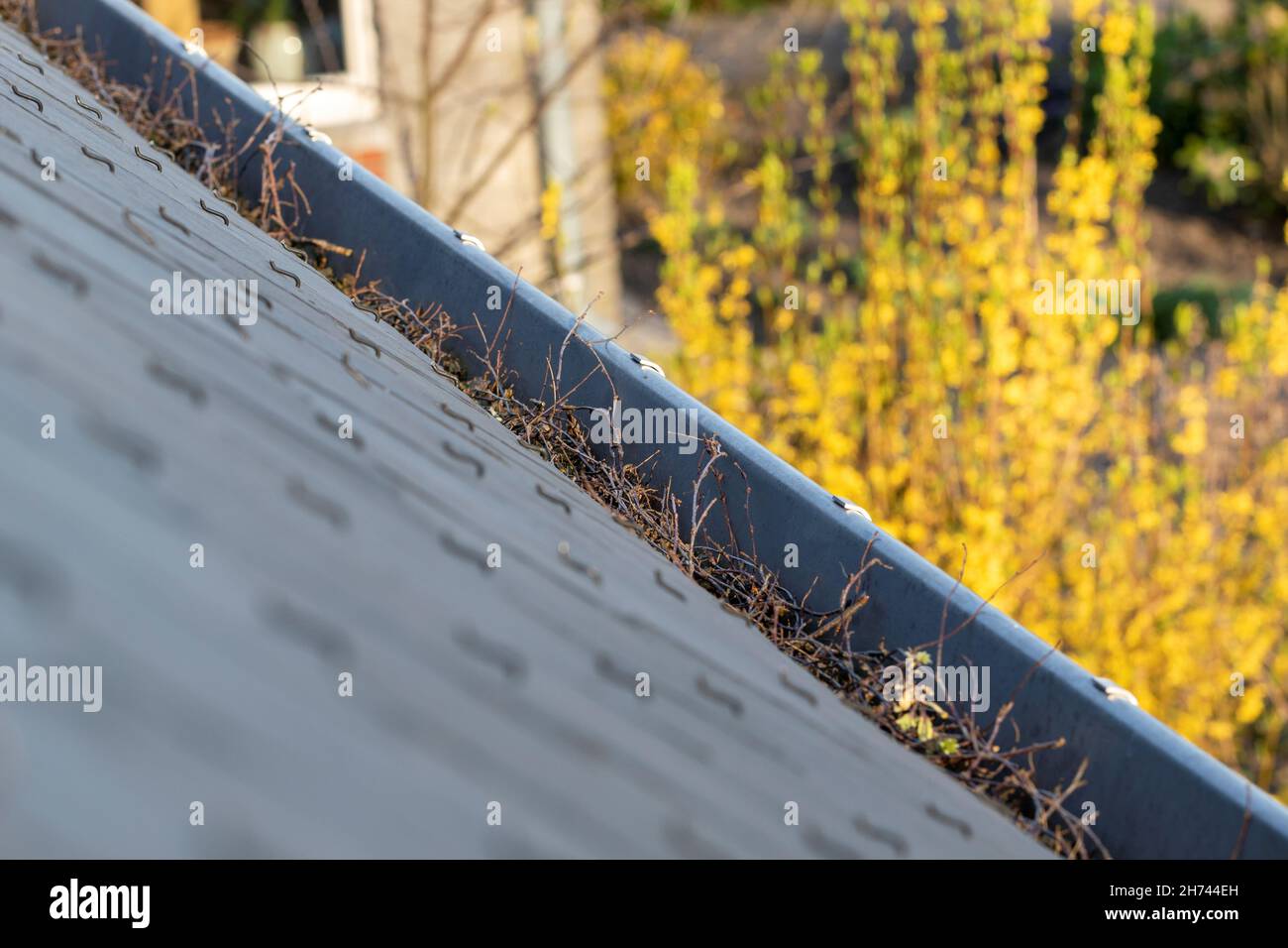 Un portrait d'une gouttière pleine de brindilles et de feuilles pendant l'automne. Il doit être nettoyé sinon il sera obstrué et l'eau de pluie ne sera pas vidangée et W Banque D'Images