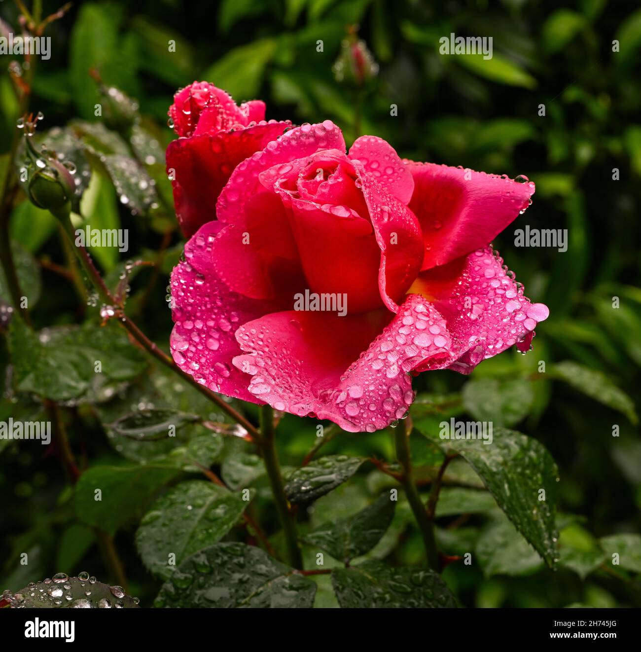 Belle rose parfumée nommée Elbflorenz avec gouttes d'eau.Jardin botanique, KIT Karlsruhe, Allemagne, Europe Banque D'Images