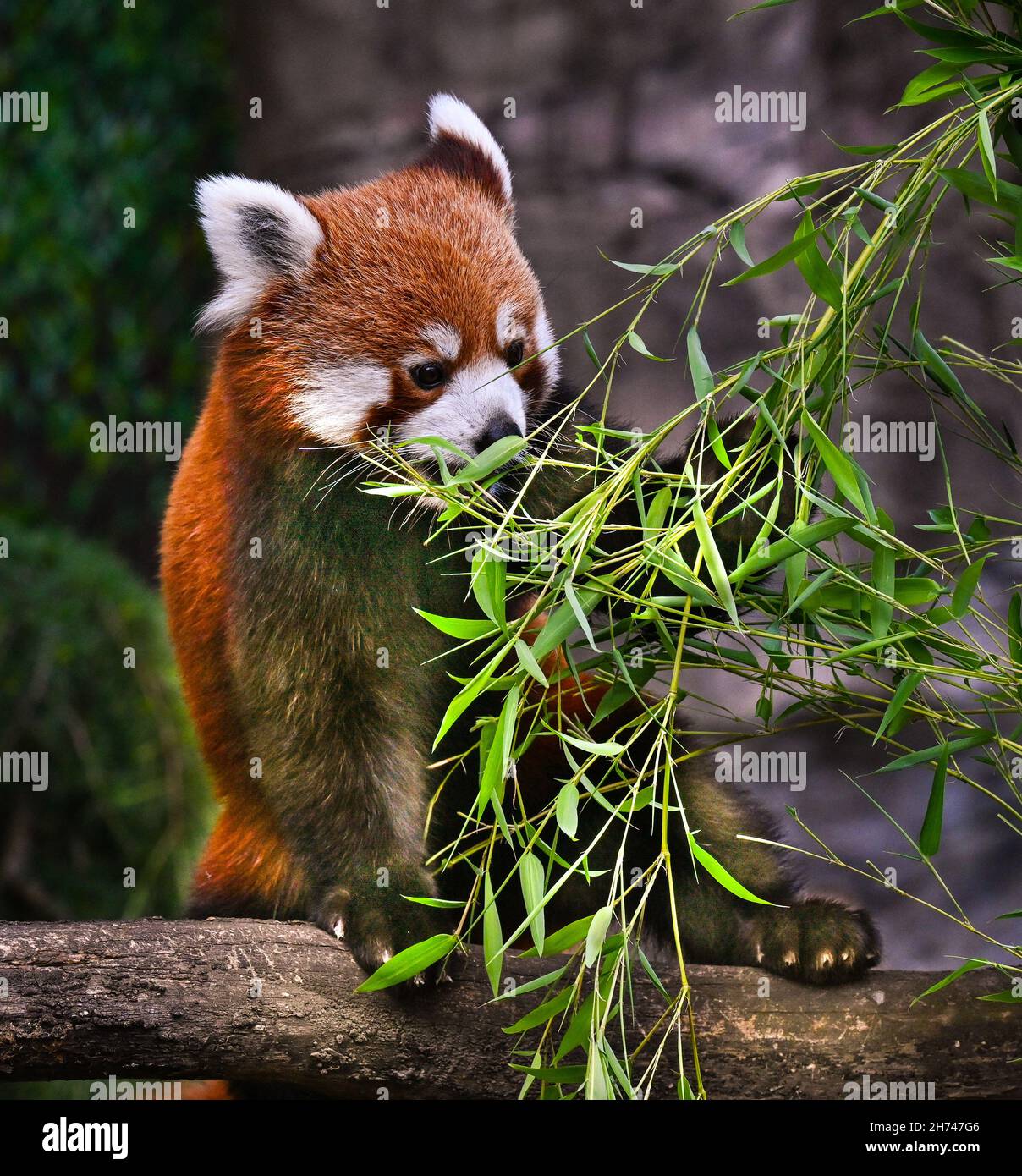 Red panda apprécie sa nourriture préférée, le bambou. Banque D'Images