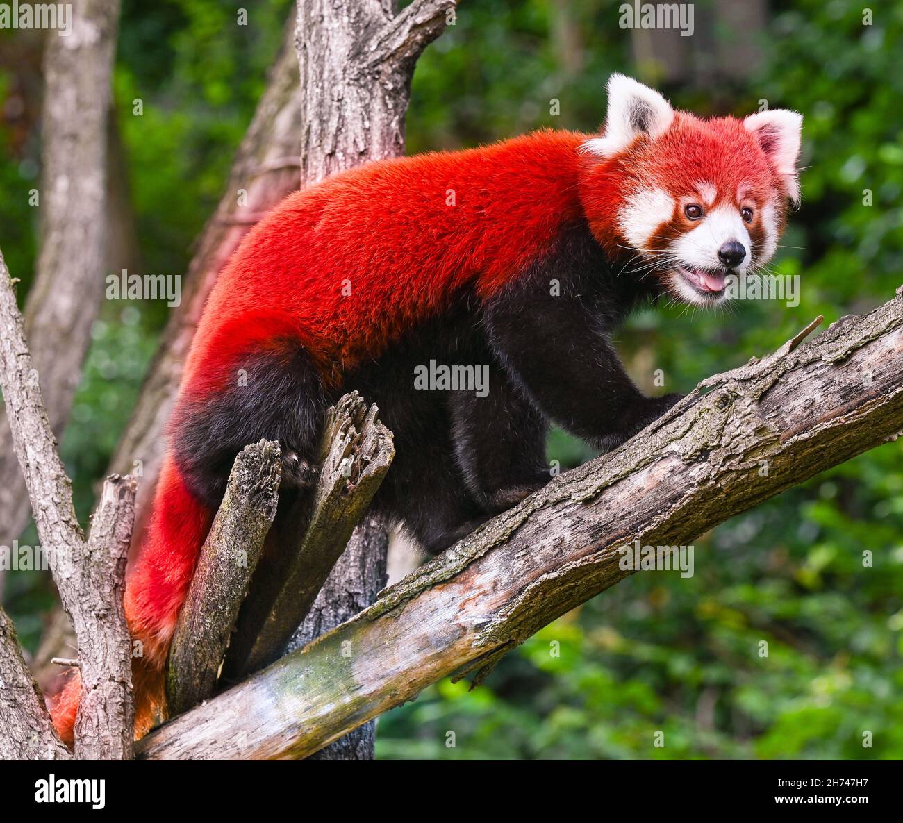 Red panda passe au-dessus de la branche de l'arbre Banque D'Images