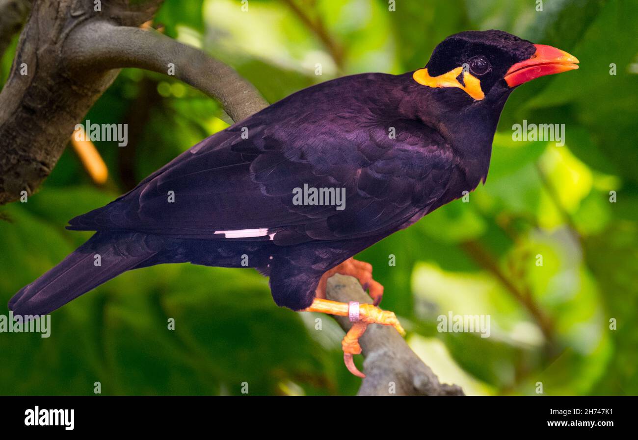 Common Hill Myna sur une branche d'arbre Banque D'Images