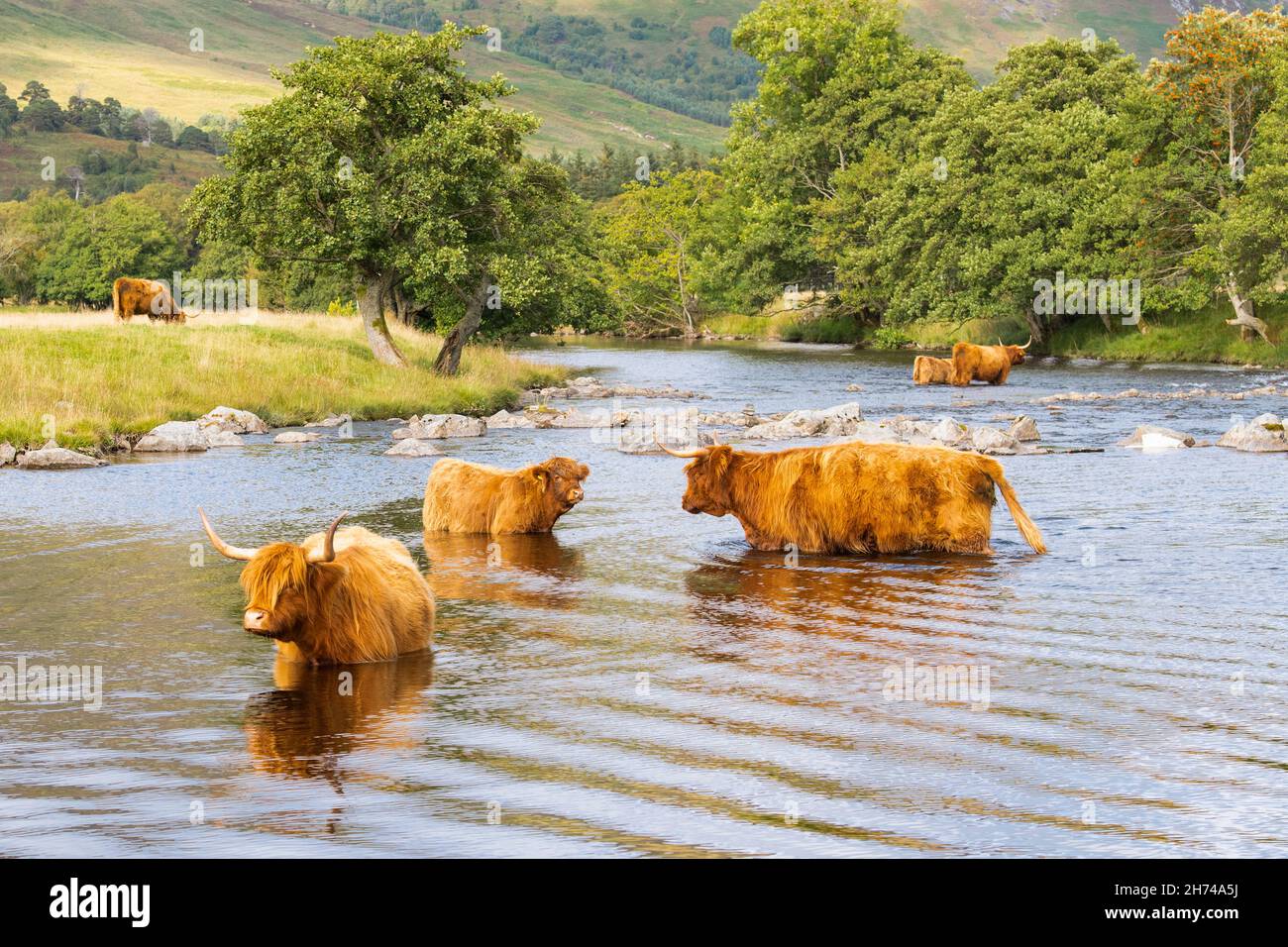 Paysage écossais - refroidissement des bovins des hautes terres à la rivière Lyon, Glen Lyon, Écosse, Royaume-Uni Banque D'Images