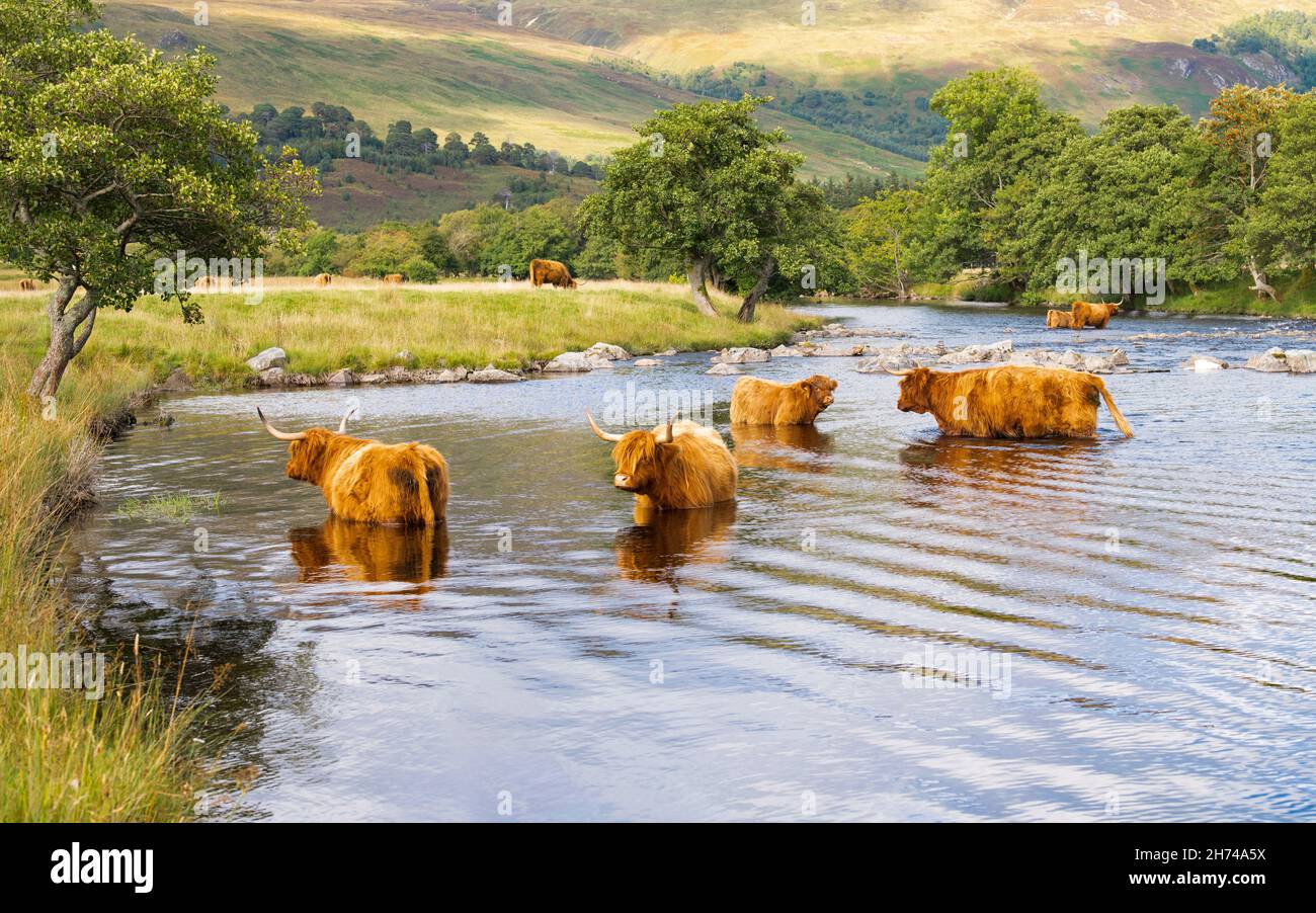 Highland Cattle scotland - troupeau de vaches des hautes terres qui se rafraîchi au bord de la rivière Lyon, Glen Lyon, Écosse, Royaume-Uni Banque D'Images