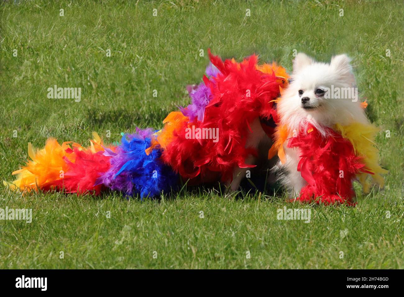 Chien Chihuahua portant une robe de fantaisie Banque D'Images