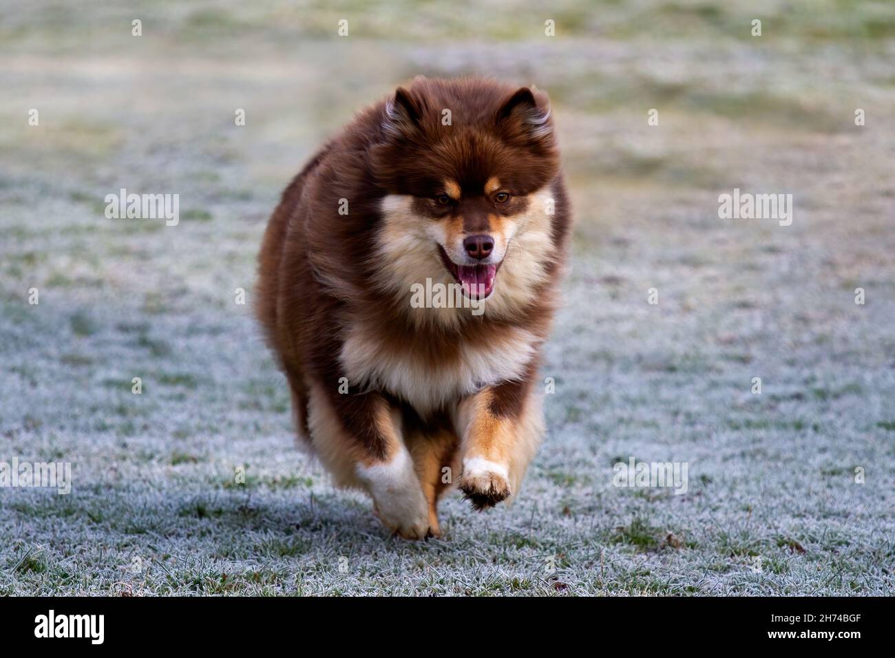 Un matin glacial, le lapin finlandais Banque D'Images