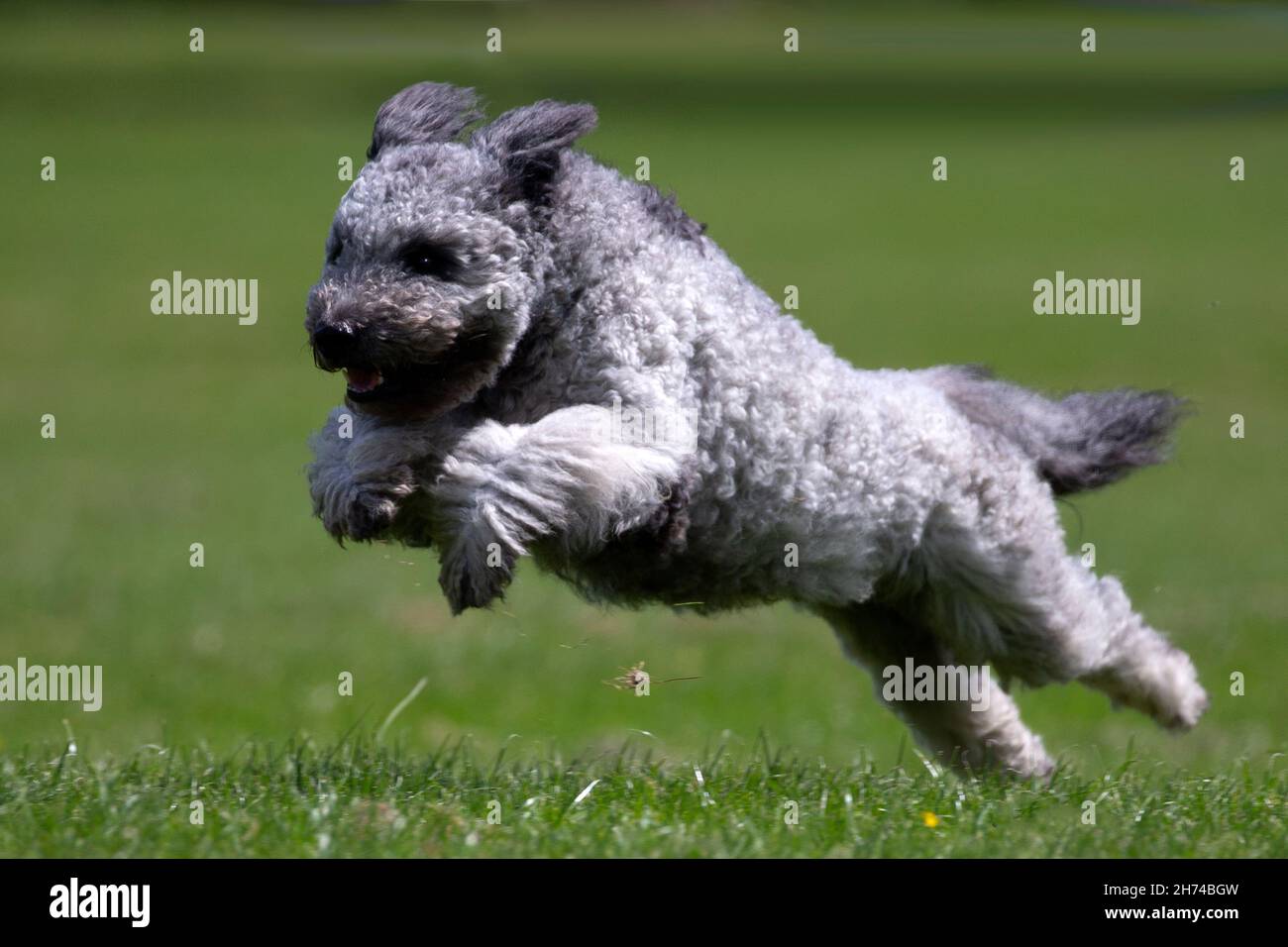 Puli chien courant sur l'herbe Banque D'Images