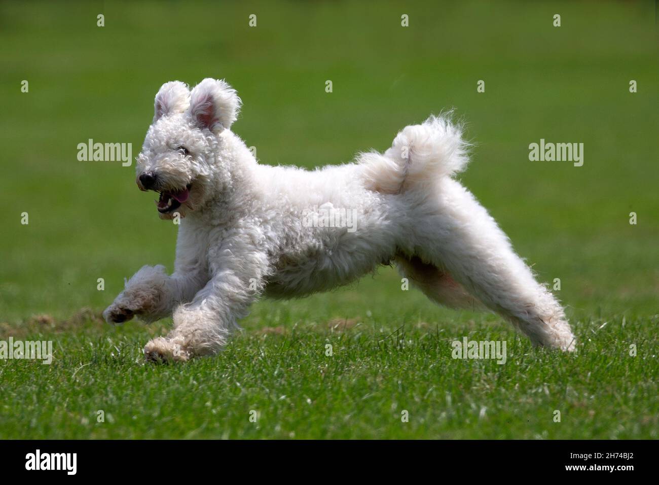 Chien blanc de Pumi hongrois Banque D'Images