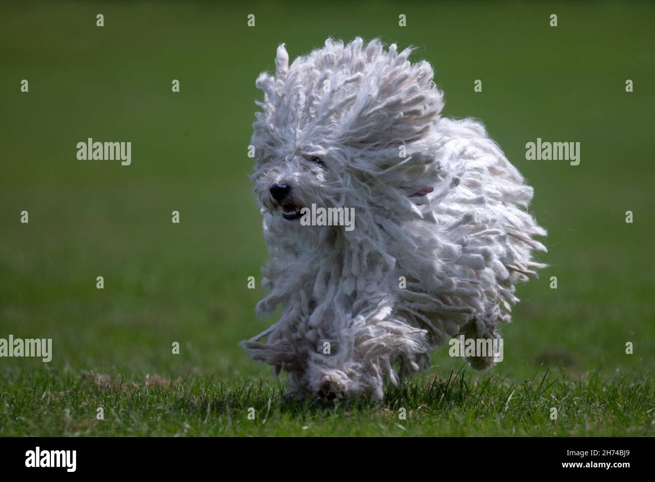 Chien Puli blanc Banque D'Images
