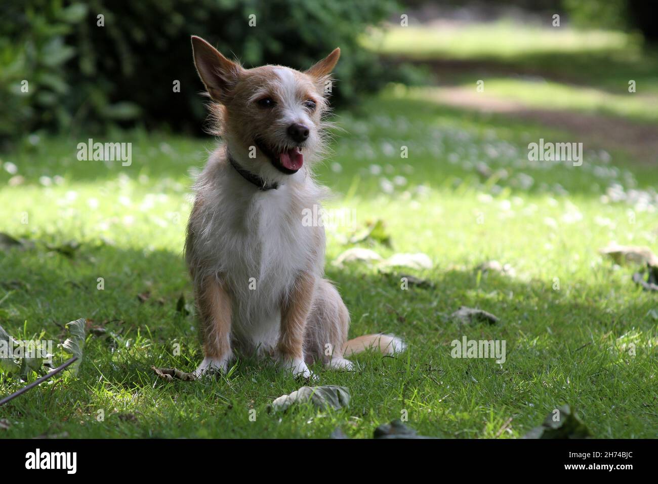Chien portugais de Podengo, un jour d'été Banque D'Images