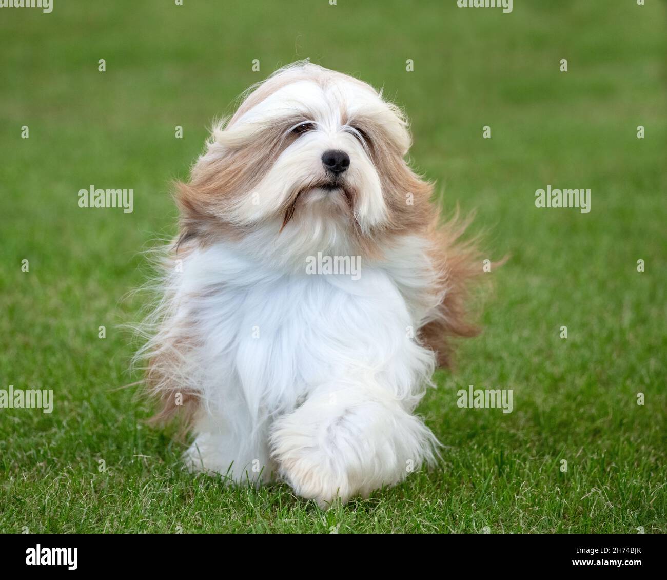 Terrier tibétain lors d'un spectacle canin Banque D'Images