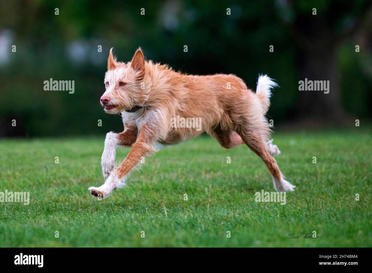 Chien de Lurcher courant sur l'herbe Banque D'Images