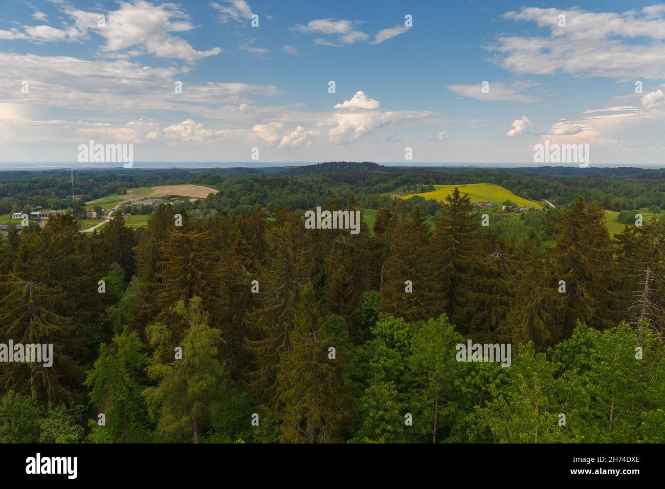 Haanja / Vorumaa, Estonie - vue sur la forêt depuis la tour d'observation construite sur la plus haute montagne Baltique Suur-Munamagi, hauts de grands spruc verts Banque D'Images
