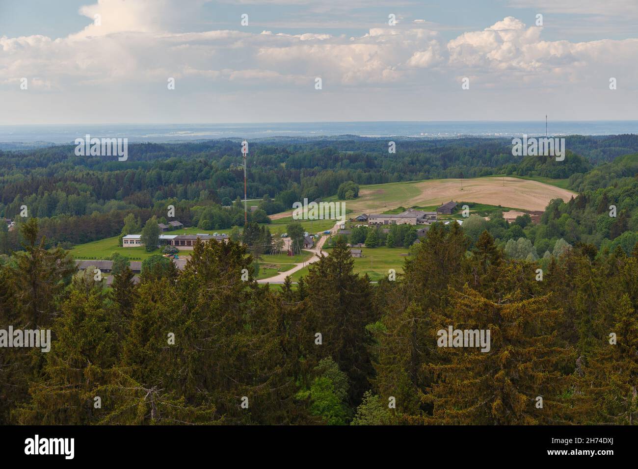Haanja / Vorumaa, Estonie - vue sur la forêt depuis la tour d'observation construite sur la plus haute montagne Baltique Suur-Munamagi, hauts de grands spruc verts Banque D'Images