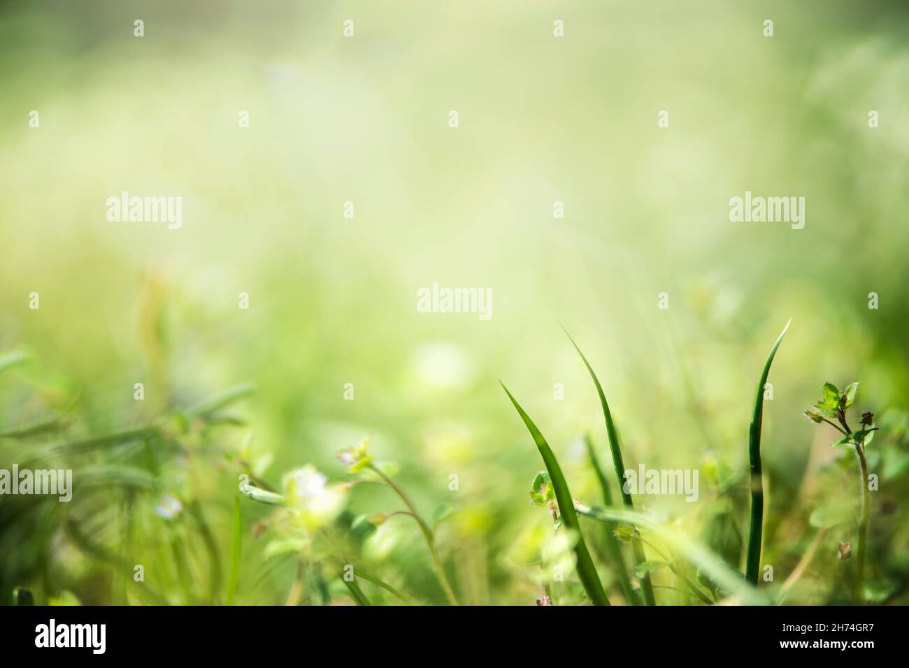 Arrière-plan nature avec herbe verte et fleurs.Prairie avec effets de bokeh flous et lame d'herbe en mouvement.Vue avant. Banque D'Images