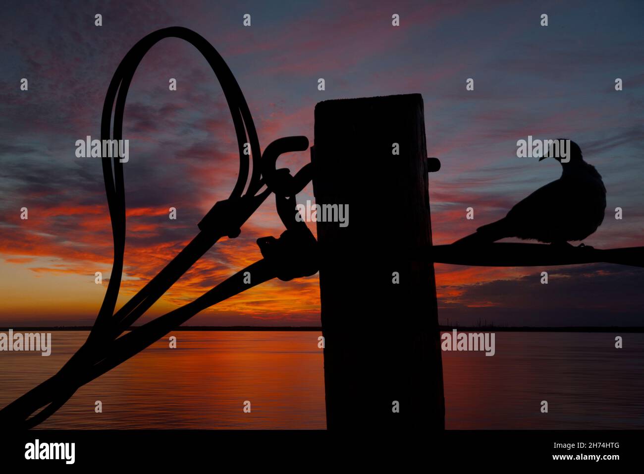 Oiseaux,oiseau,perching,roosting,silhouette,coucher de soleil,télégraphe,pôle,pouvoir,ligne.Isle of Wight,Angleterre,Royaume-Uni, Banque D'Images