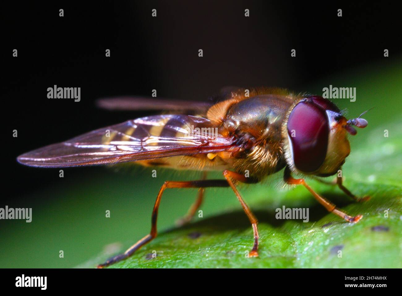 Une mouche survolée repose sur une feuille dans la forêt locale, Renishaw, dans le nord-est du Derbyshire Banque D'Images