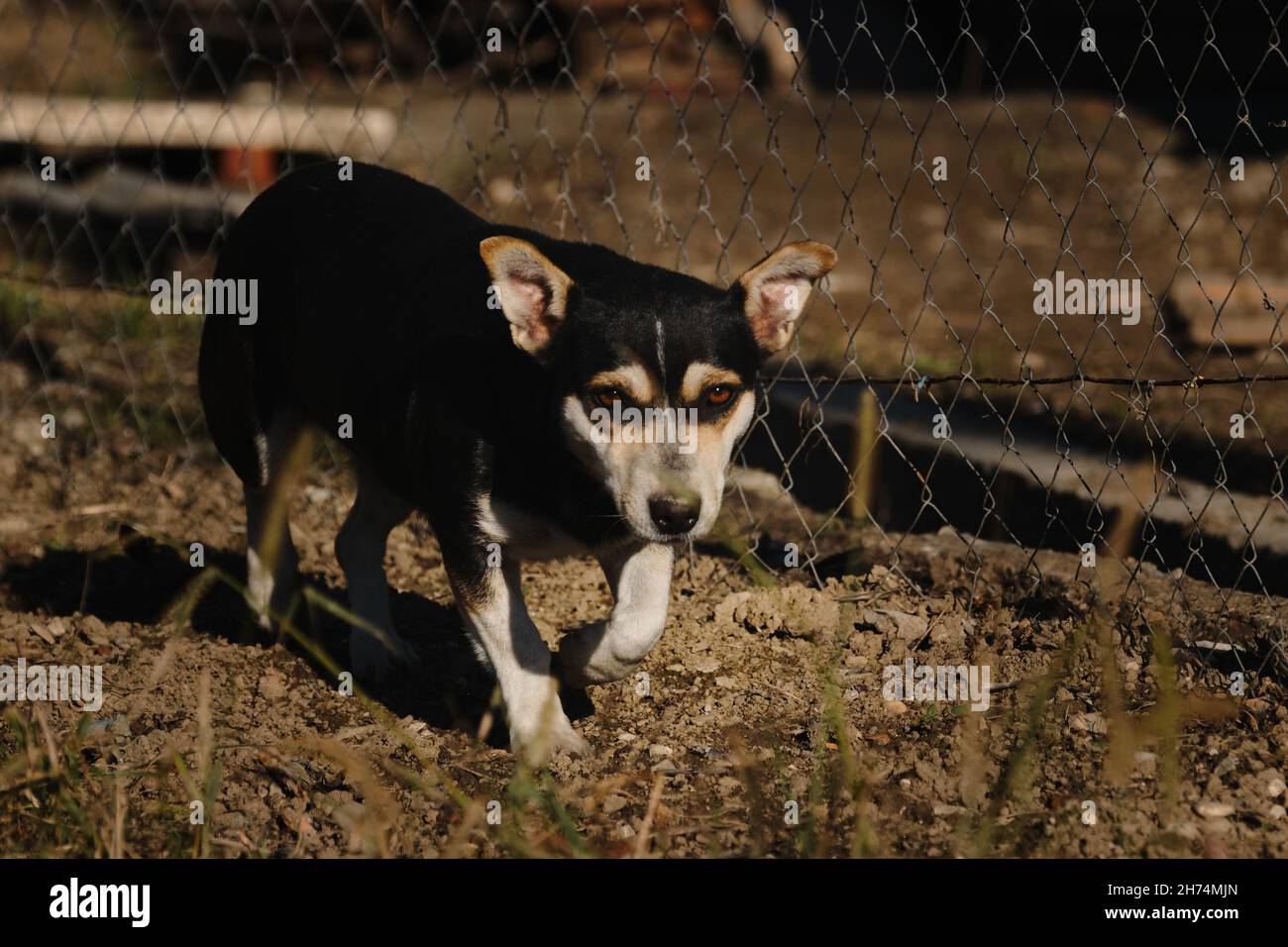 Le chien mixte marche sur terre à la recherche de nourriture.Émotions de chien et langage corporel.Petit chien mongrel mignon de noir et rouge avec la couleur Havane. Banque D'Images