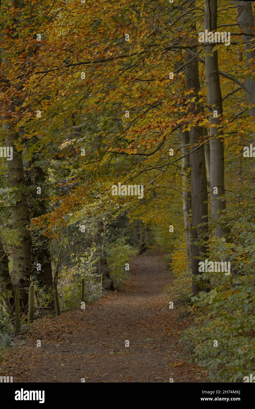 Une promenade sereine dans les bois en automne tandis que les feuilles tournent en préparation à l'assaut de l'hiver, Eckington Woods, Moss Valley, North East Derbys Banque D'Images