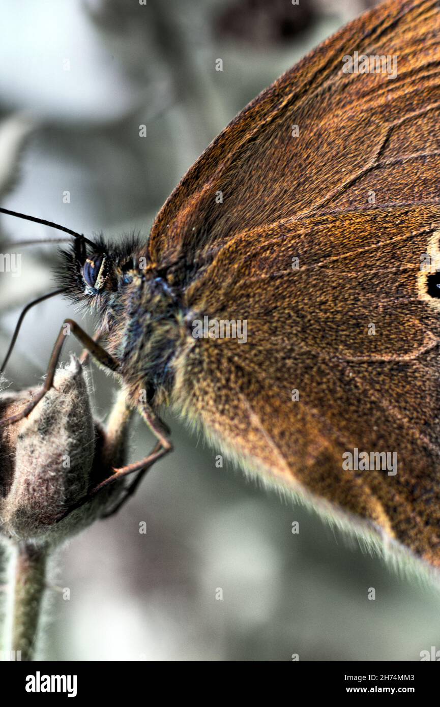 Un papillon en forme de ringlet s'accroche à un bourgeon de fleur et pose brièvement dans une position théâtrale - Renishaw, dans le nord-est du Derbyshire Banque D'Images