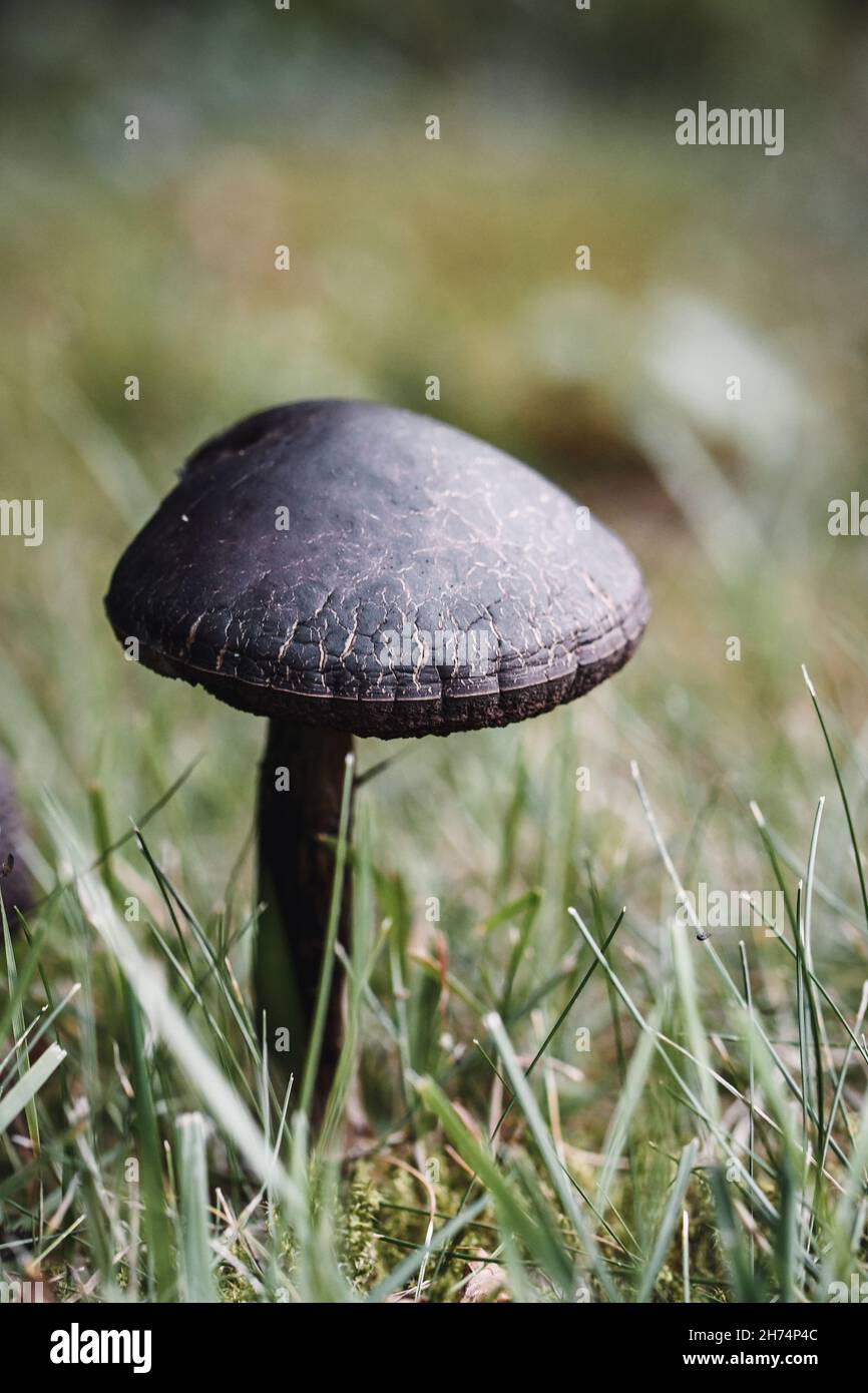 Gros plan ou macro d'un champignon noir en herbe verte à l'extérieur Banque D'Images