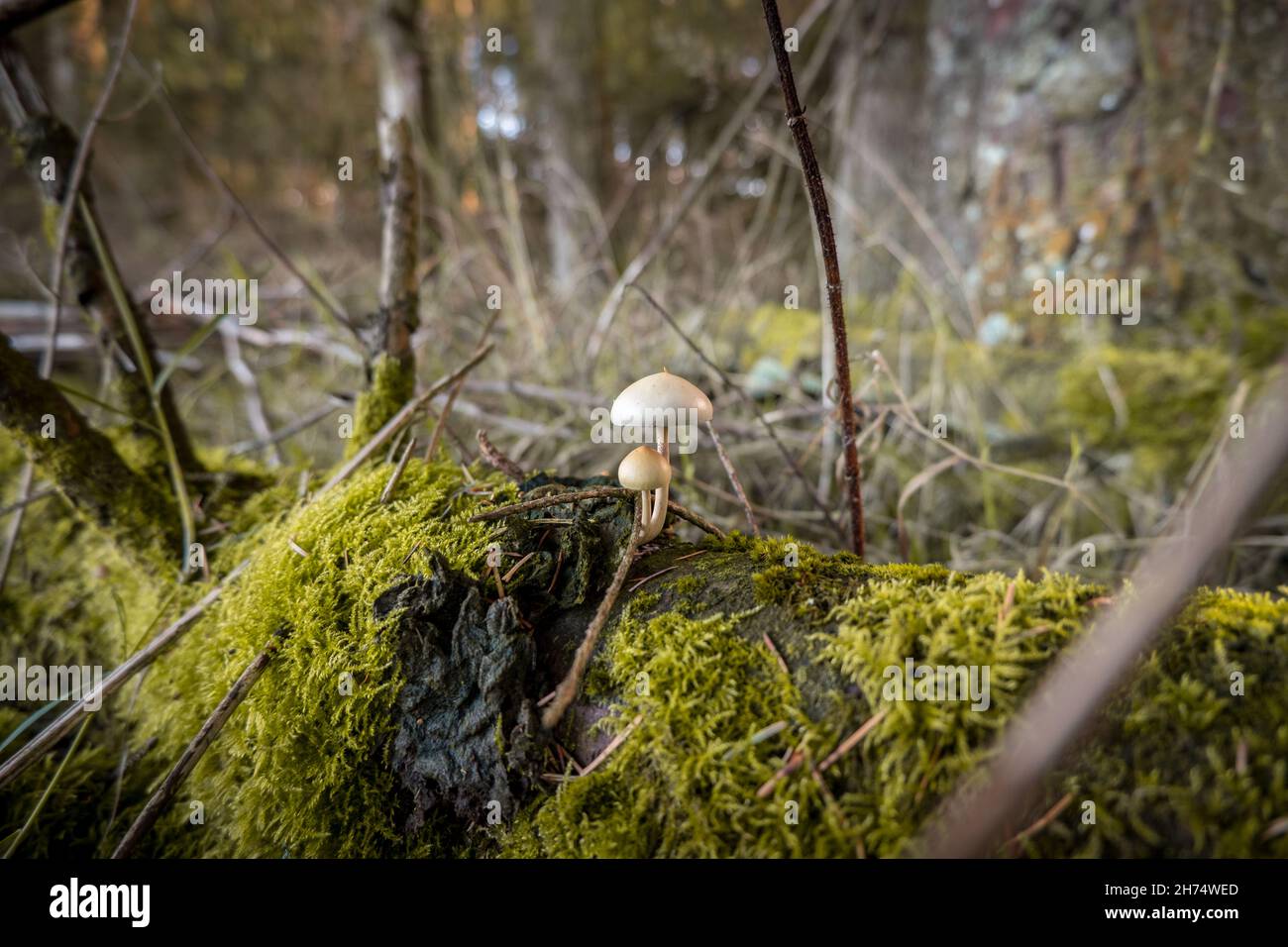 Champignons poussant sur l'arbre tombé dans les bois Banque D'Images