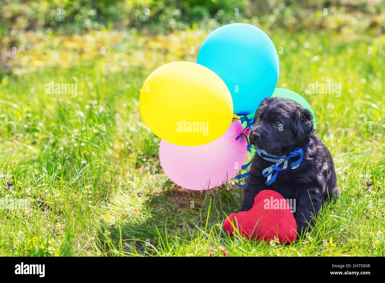 Petit Labrador noir retriever chiot avec coeur jouet et ballons colorés.Chien assis à l'extérieur sur l'herbe en été Banque D'Images