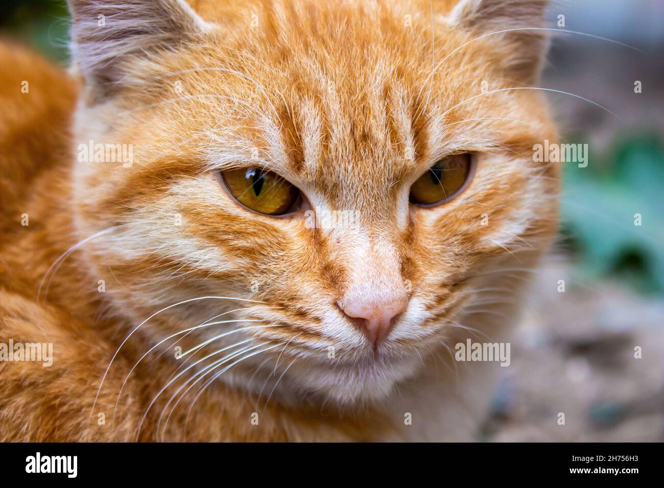 Chat orange, gros plan de chat errant. Banque D'Images