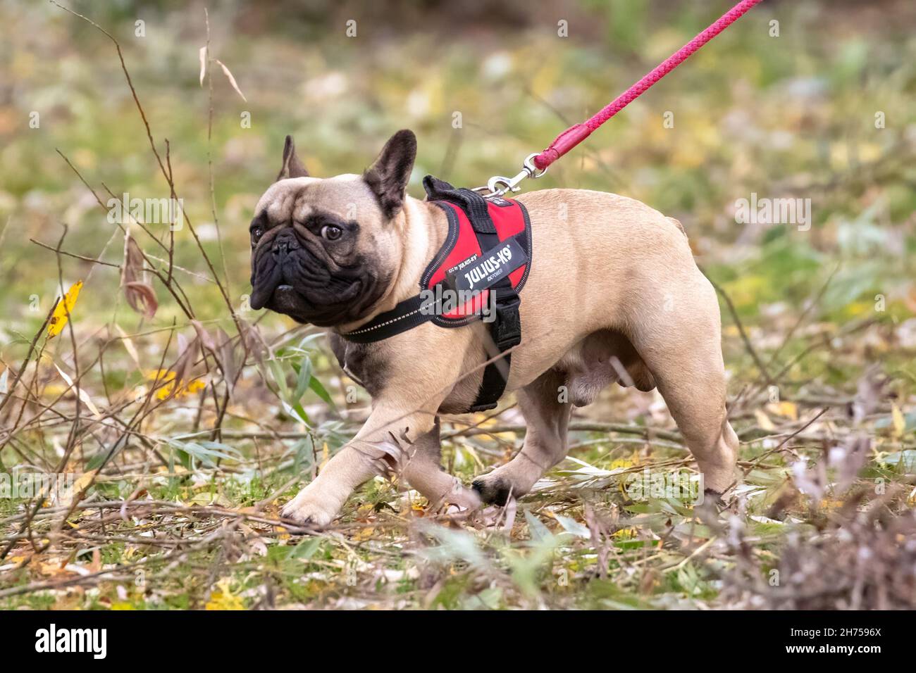 Bulldog français barré à travers les feuilles mortes Banque D'Images
