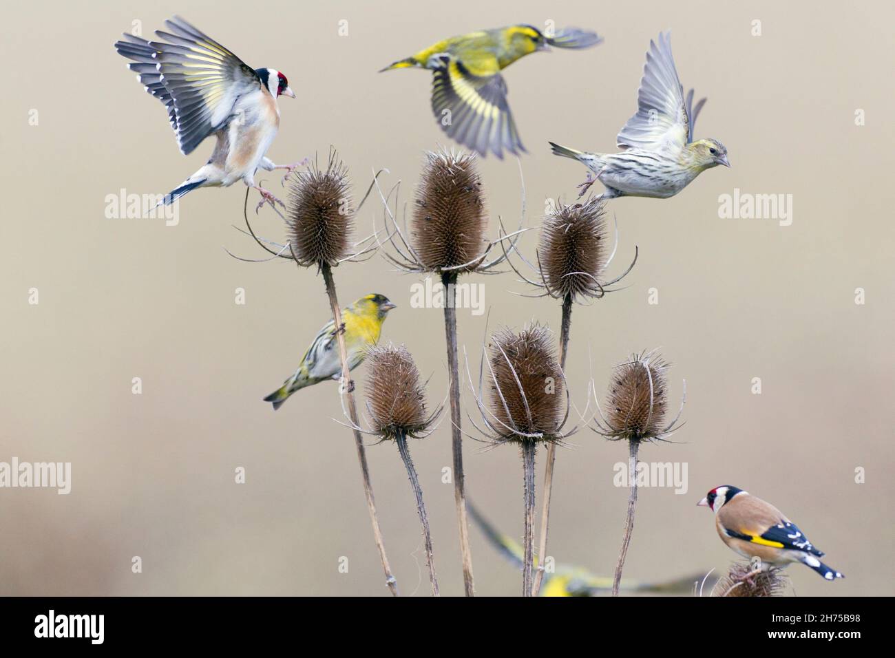 Goldfinch (Carduelis carduelis) et Siskin (Carduelis spinus) se nourrissant à l'usine de thé, en hiver, Basse-Saxe, Allemagne Banque D'Images