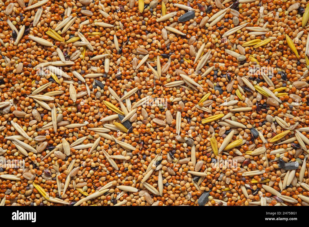 Graines d'oiseaux, alimentation de volaille - millet avec adjonction de grains d'avoine, graines de tournesol, graines de céréales sauvages.Vue de dessus, plan d'appartement. Banque D'Images