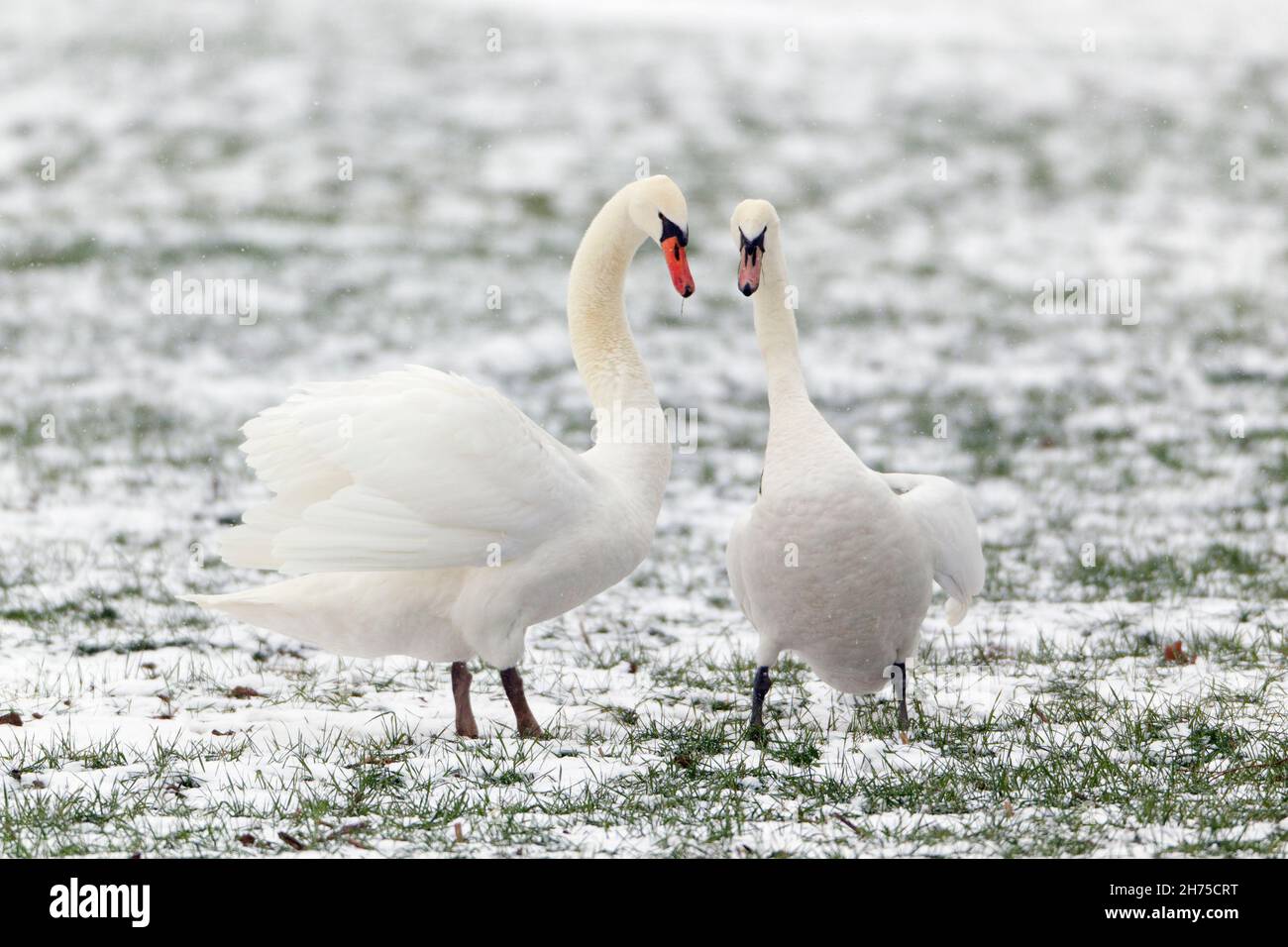 Muet cygnes (Cygnus olor), paire sur terrain enneigé, le vaisseau d'audience masculin s'affichant à la femme, en hiver, Basse-Saxe, Allemagne Banque D'Images