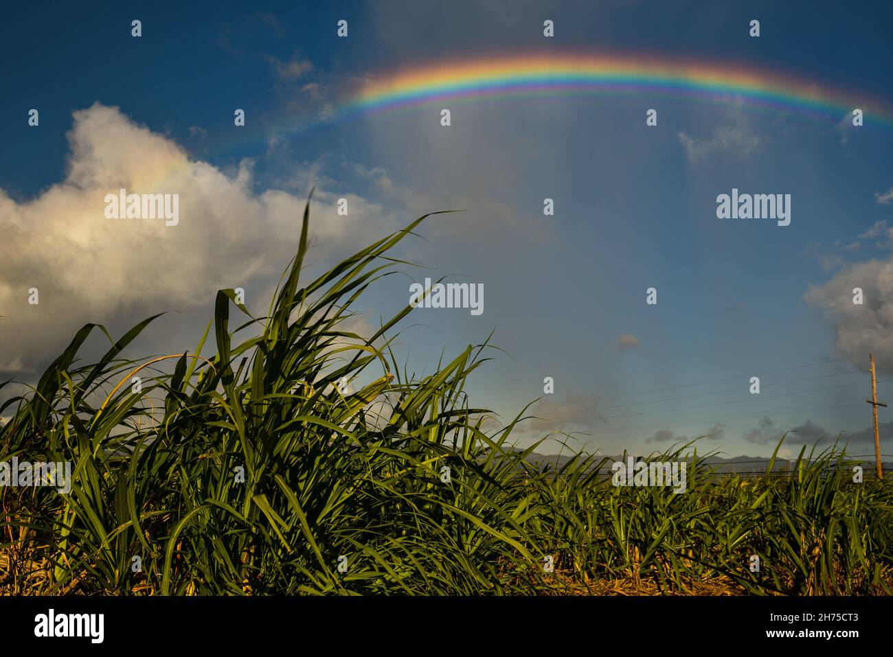 Luxuriant champ vert de Ko, ou canne à sucre, à Kō Hana Distillers au coucher du soleil, maison de Kō Hana Hawaiian Agricole Rum, Kunia, Hawaii, États-Unis Banque D'Images