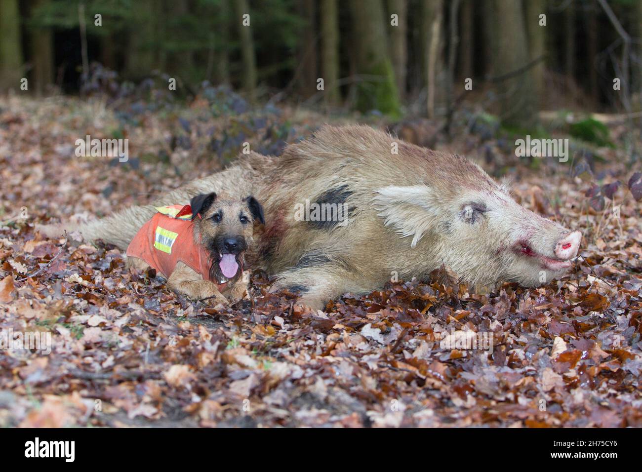 Terrier westphalien avec Shot Wild Boar, (sus scrofa), après la chasse, Basse-Saxe, Allemagne Banque D'Images