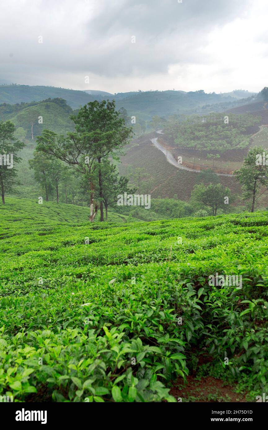 Plantation de thé Idukki ,Kerala / INDE Banque D'Images