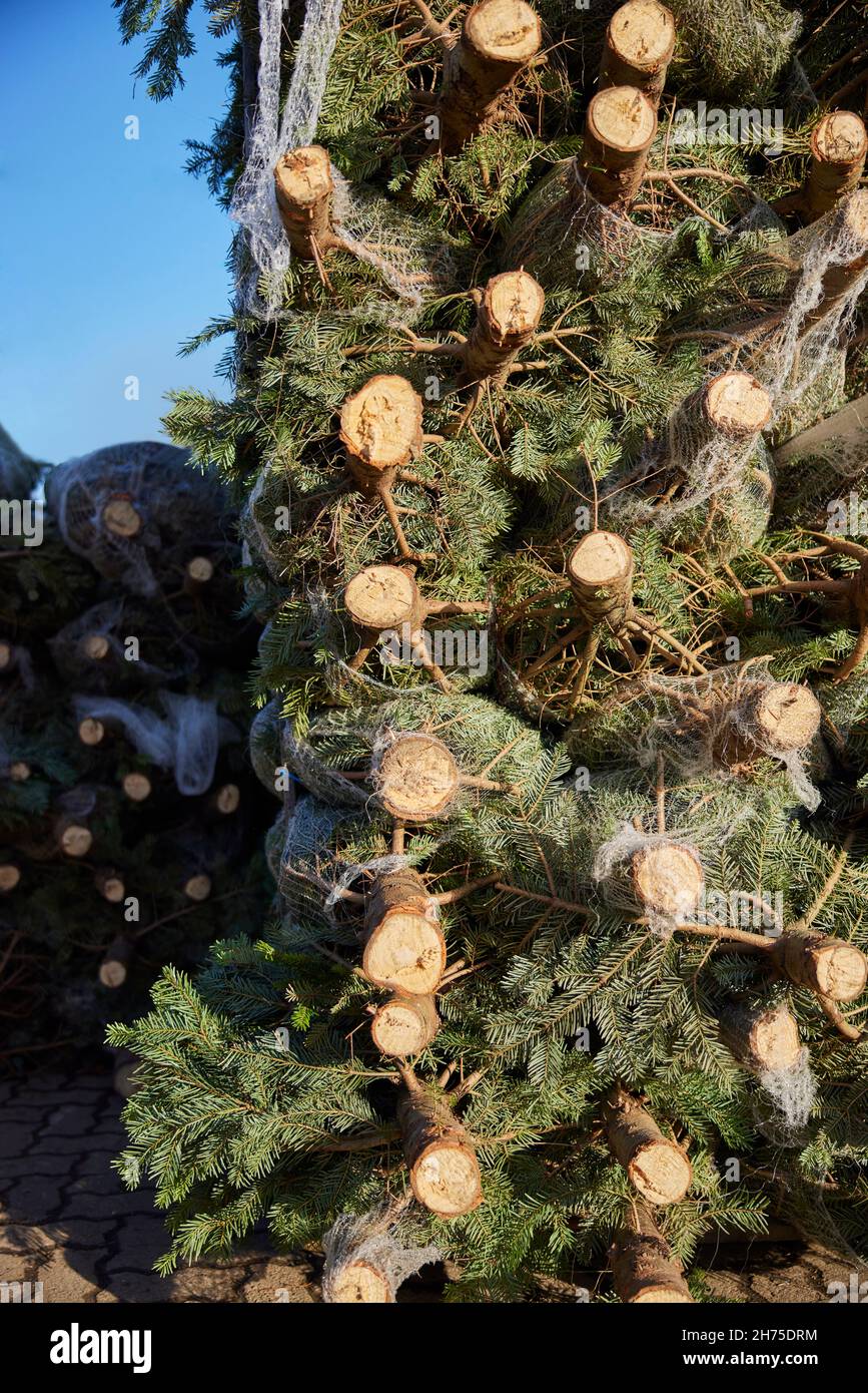 Pile d'arbres de Noël Couper et dans des filets prêts à être vendus Banque D'Images