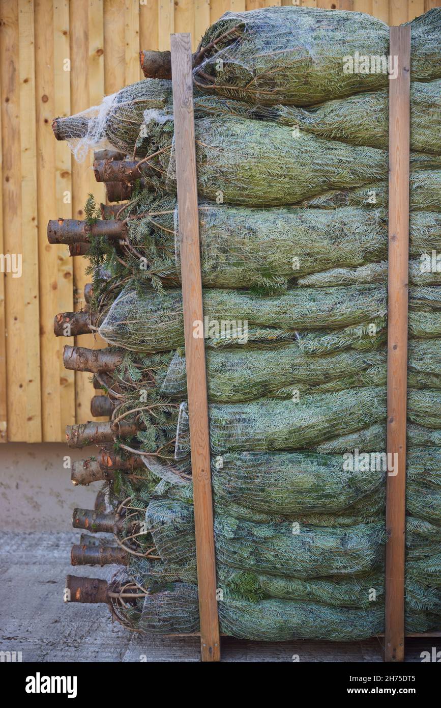 Pile d'arbres de Noël Couper et dans des filets prêts à être vendus Banque D'Images
