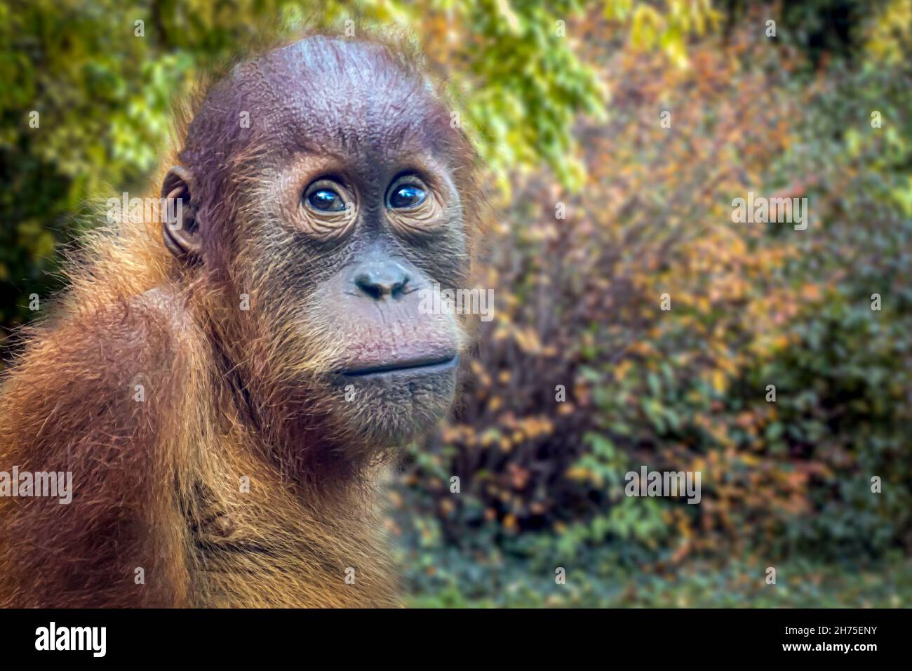 Un Orangutan assis dans la forêt Banque D'Images