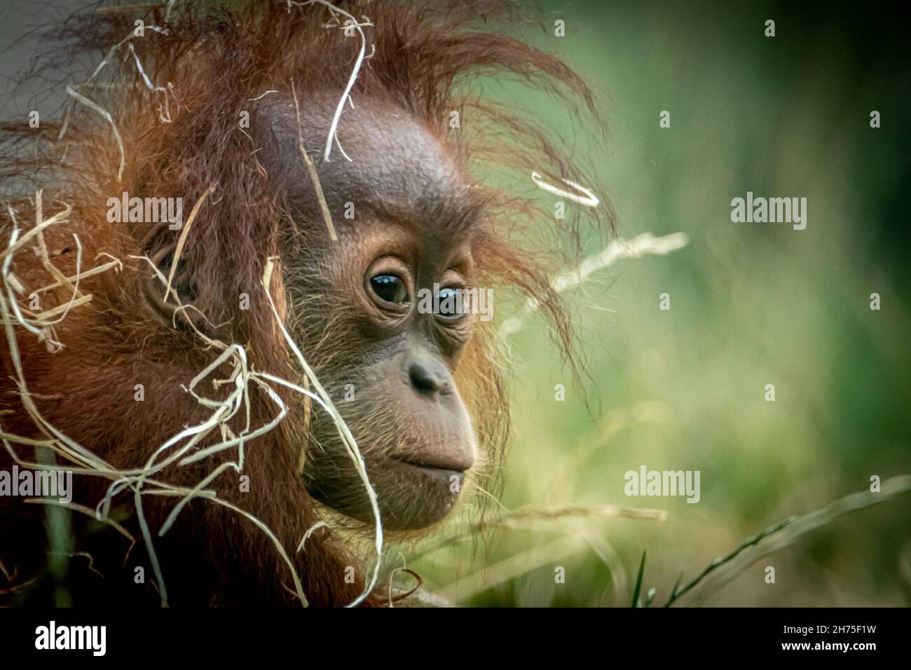 Un jeune Orang-Utan recouvert de paille assis dans l'herbe Banque D'Images