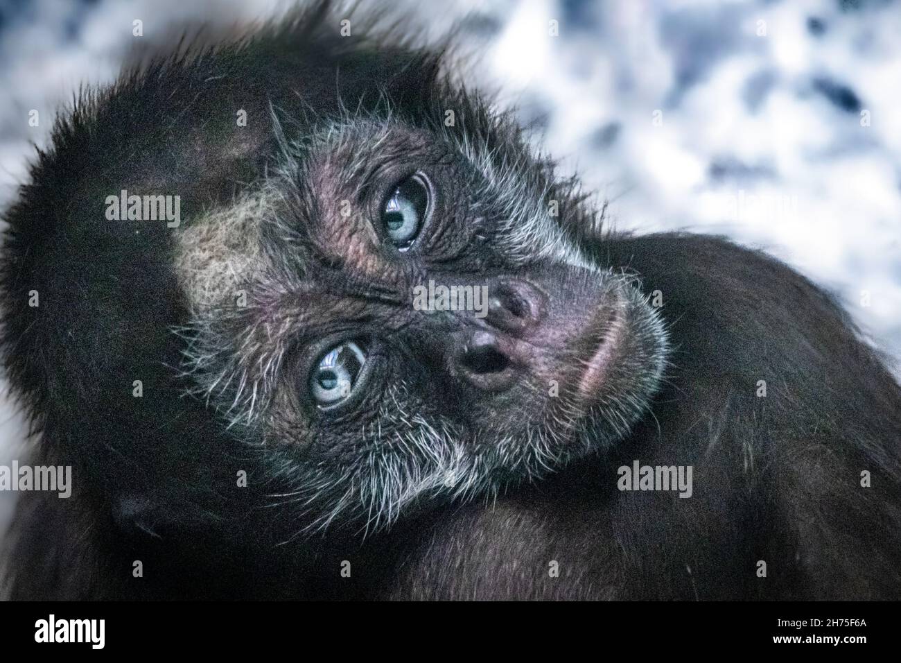 un singe araignée aux yeux bleus Banque D'Images