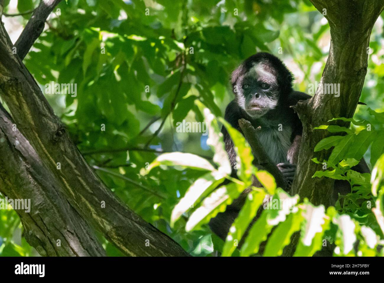 un singe araignée dans un arbre Banque D'Images