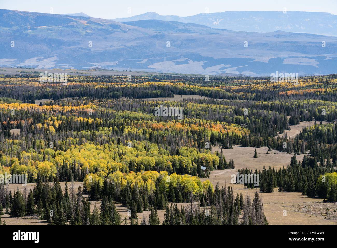 Les Aspen sont de couleur automnale avec des conifères dans la forêt nationale de Fishlake, sur le plateau de Sevier, dans le centre de l'Utah. Banque D'Images