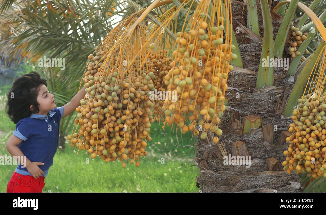 Dates arabes Banque D'Images