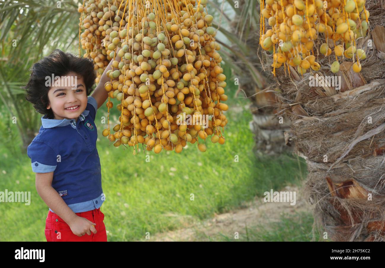 Dates arabes Banque D'Images