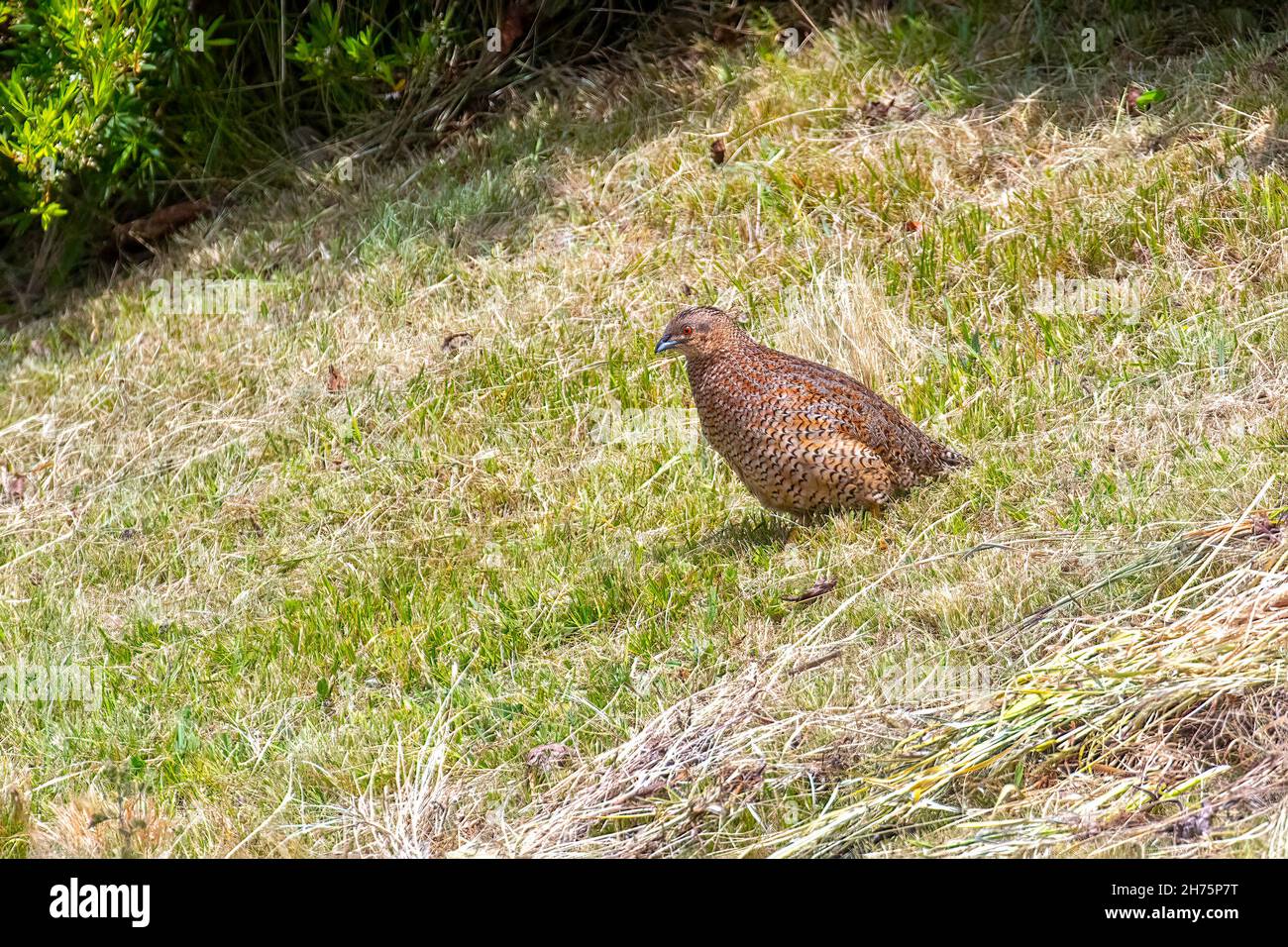 Brown Quail Synoicus ypsilophorus Tasmanie, Australie 19 novembre 2019AdultePhasianidae Banque D'Images
