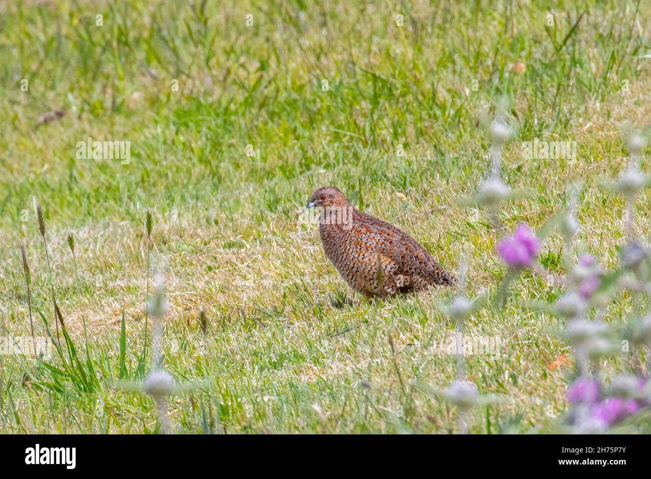 Brown Quail Synoicus ypsilophorus Tasmanie, Australie 19 novembre 2019AdultePhasianidae Banque D'Images